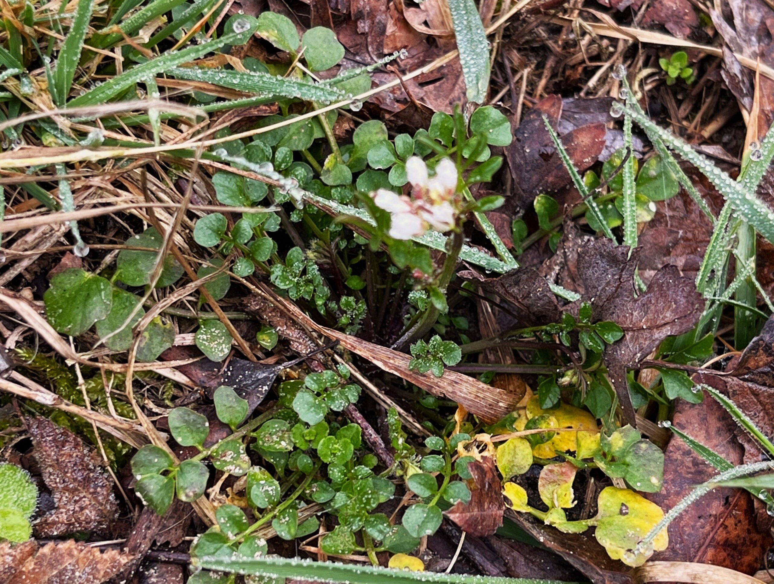 2026 – 13 Kleine veldkers