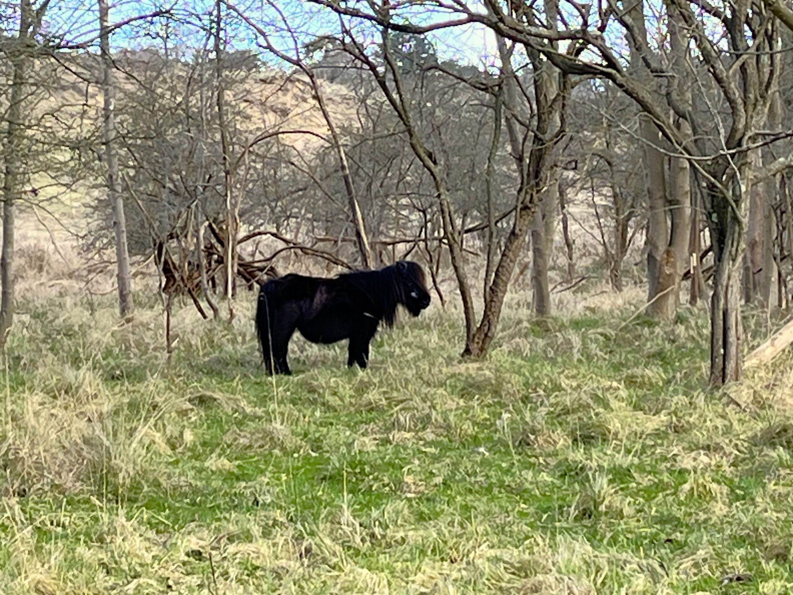 2026 – 14 Shetland pony