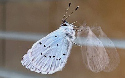 2026 – 16 Boomblauwtje