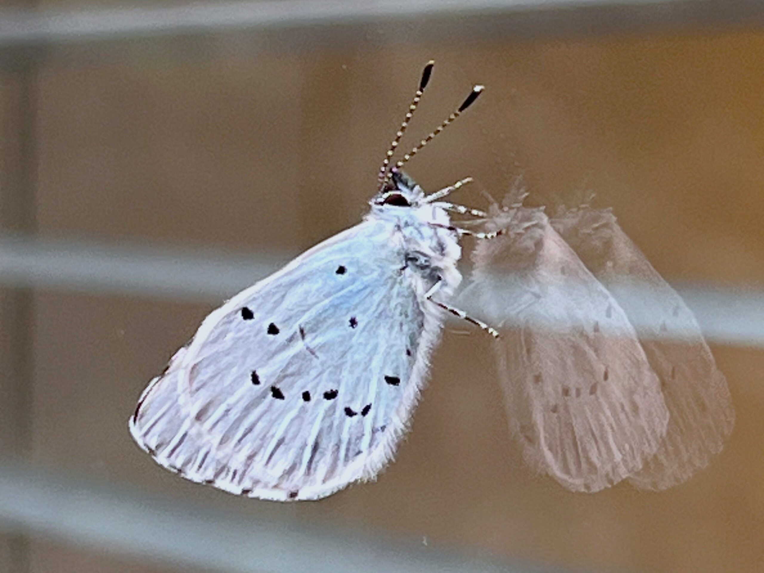 2026 – 16 Boomblauwtje