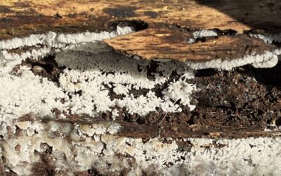 2026 – 15 Gewoon ijsvingertje