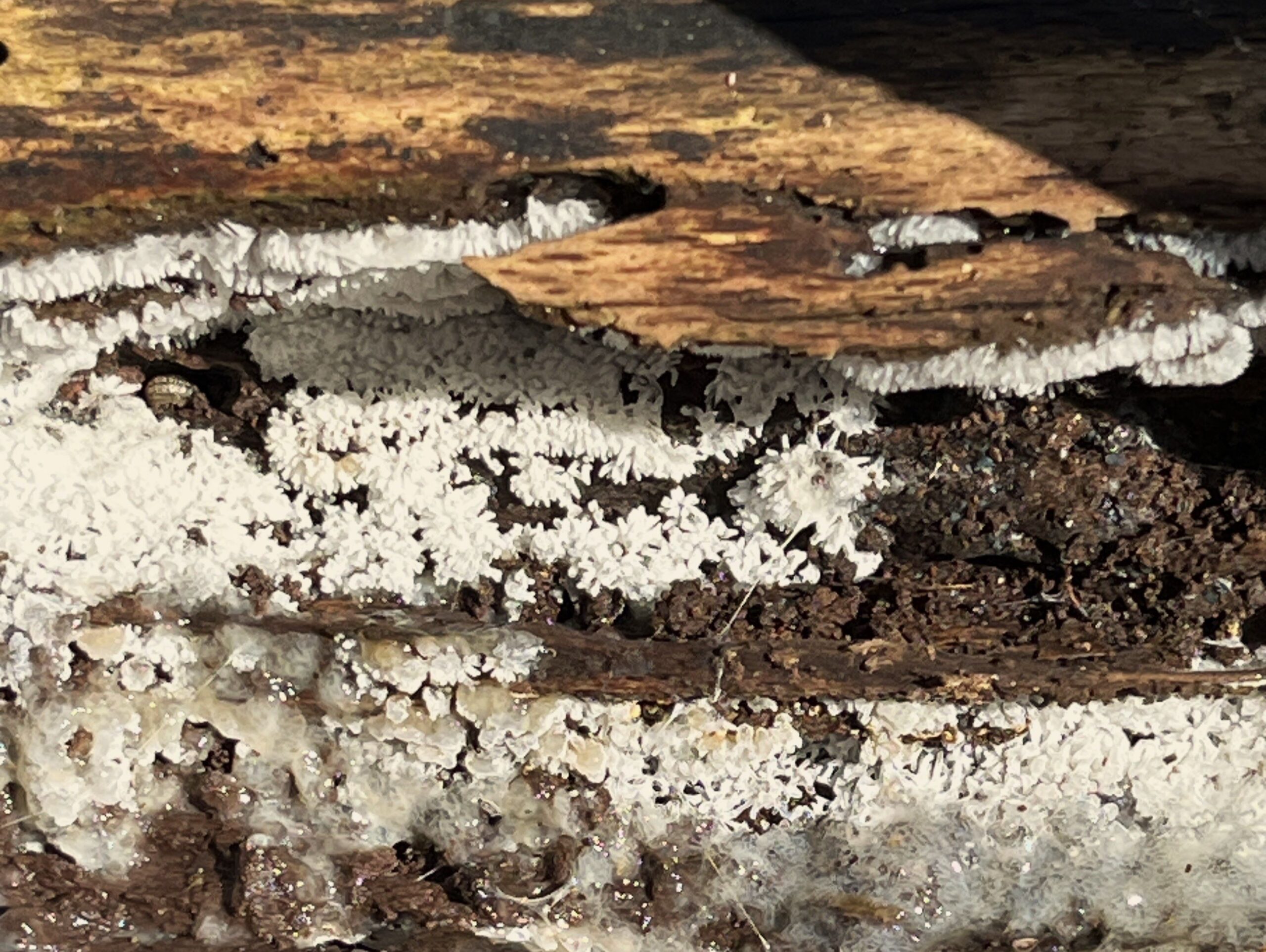 2026 – 15 Gewoon ijsvingertje