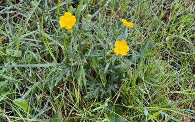 2026 – 21 Scherpe boterbloem