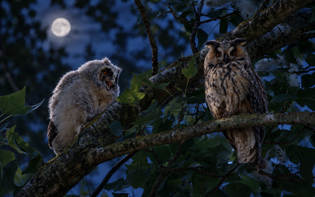 Volwassen uil en jonge uil op een boomtak bij maanlicht