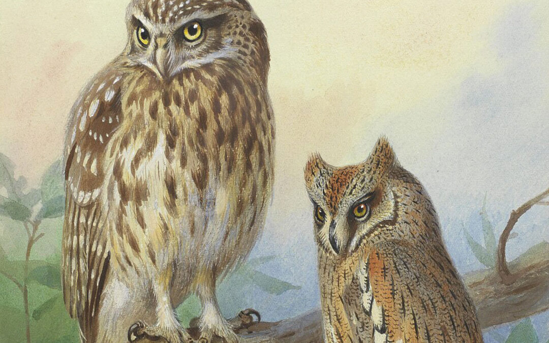 Expositie nachtdieren van de buurt